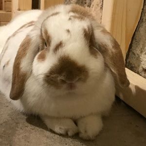 Meet your Posher, Abby